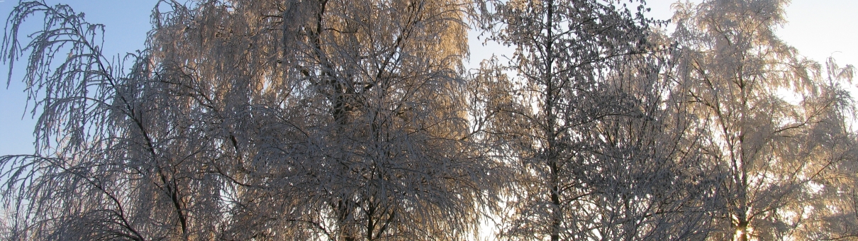 bomen met sneeuw